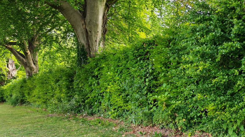 A mixed hedgerow makes a bird friendly border