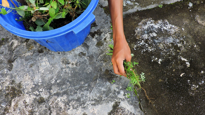 A person next to a blue bucket full of pulled weeds pulls more weeds from a crack in an old concrete patio area.