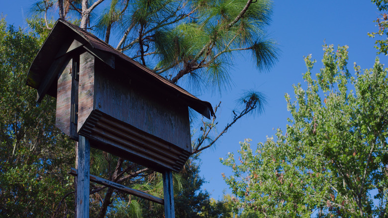 An elevated bat box is set up on a high stand near some trees