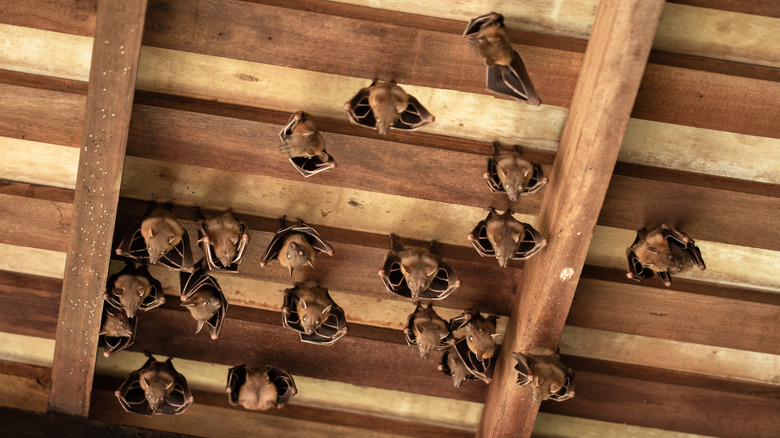 A group of bats hanging from wooden rafters of a home