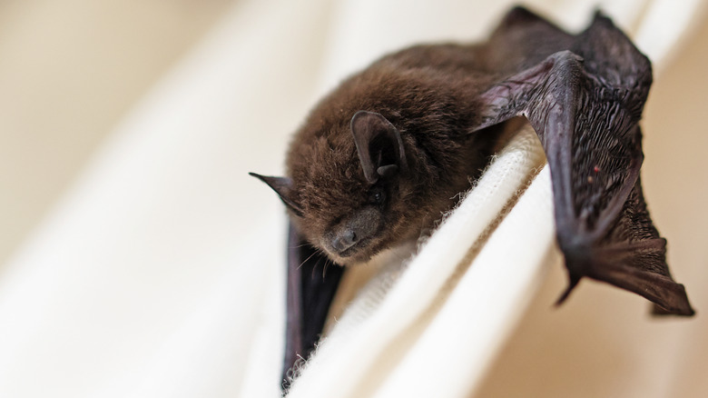 A single bat is flying around inside