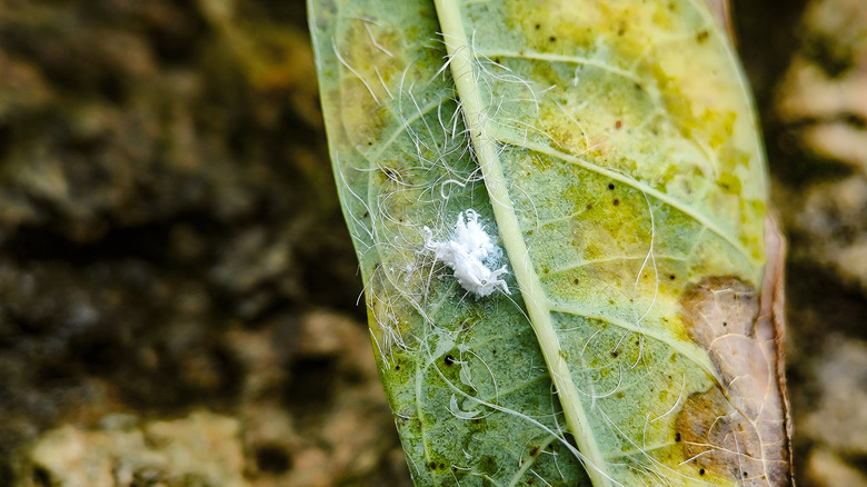 Mealybugs on leaves.