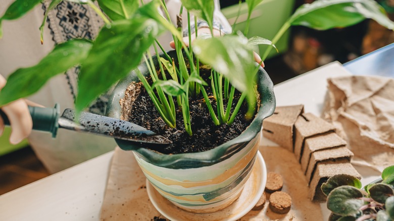 Potting a houseplant 