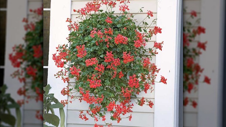 'Balcon Royale Red' geranium