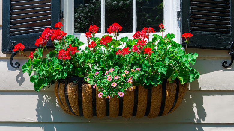 Pretty red-flowering geraniums in a window box