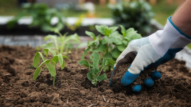 Close up of a hand putting plants in soil