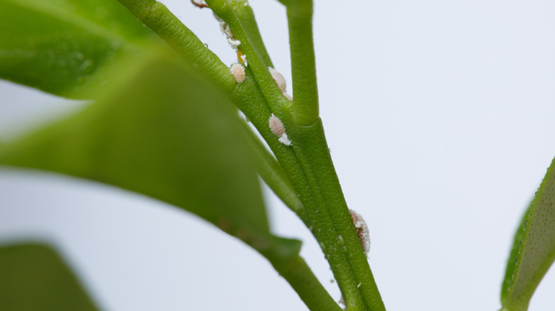 Mealybug on a plant