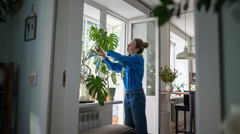 Woman inspects leaves for mealybugs