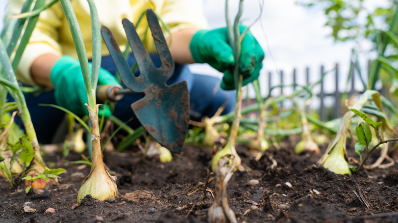 A row of onions planted in a garden while a woman rakes them.