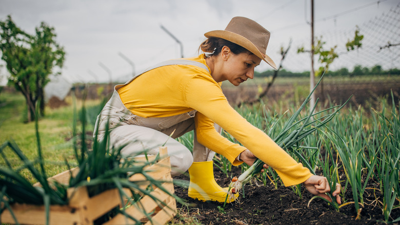 A woman harvesting young onion crops.