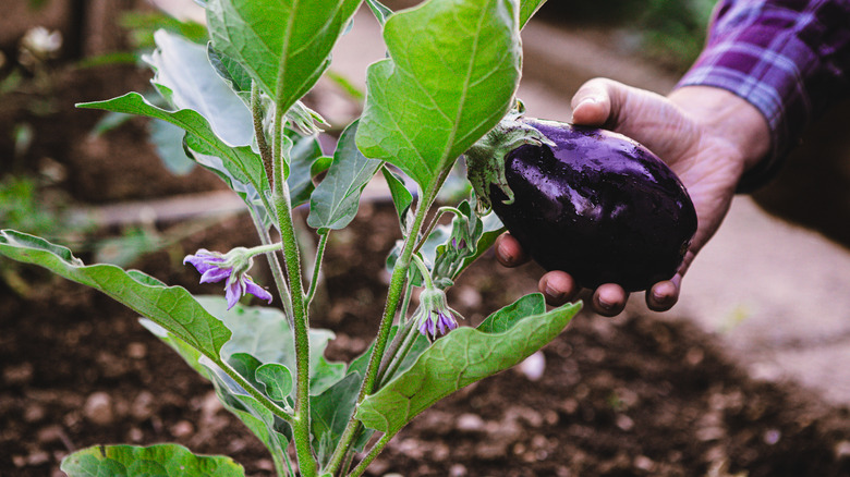 A hand picking a ripe eggplant that is planted in a greenhouse