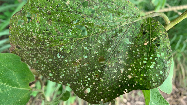 Closeup of an eggplant leaf with holes chewed through it