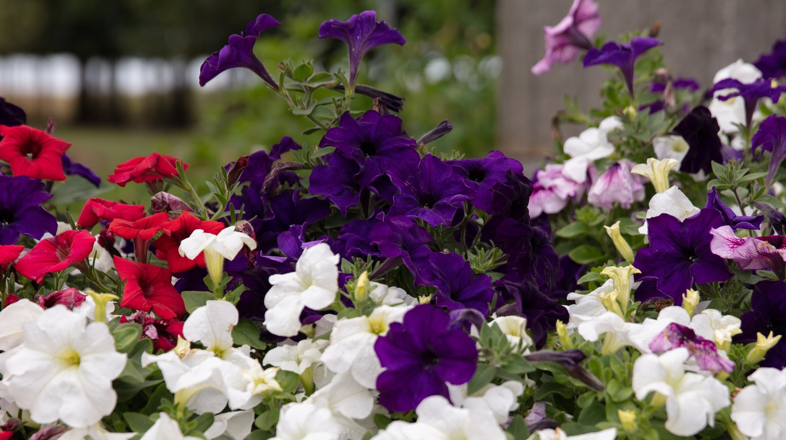 Signs That You Petunias Need More Sun