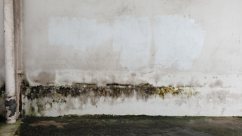 damp walls around water pipes