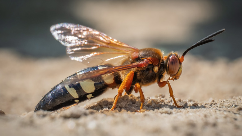 cicada killer wasp