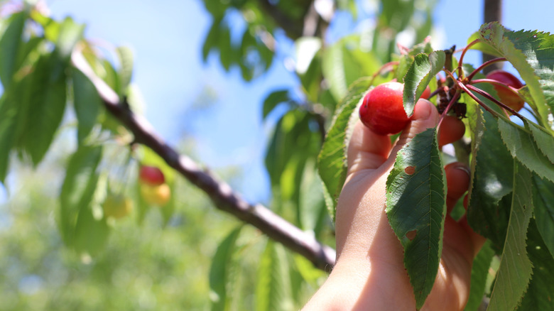 Hand inspecting a cherry tree