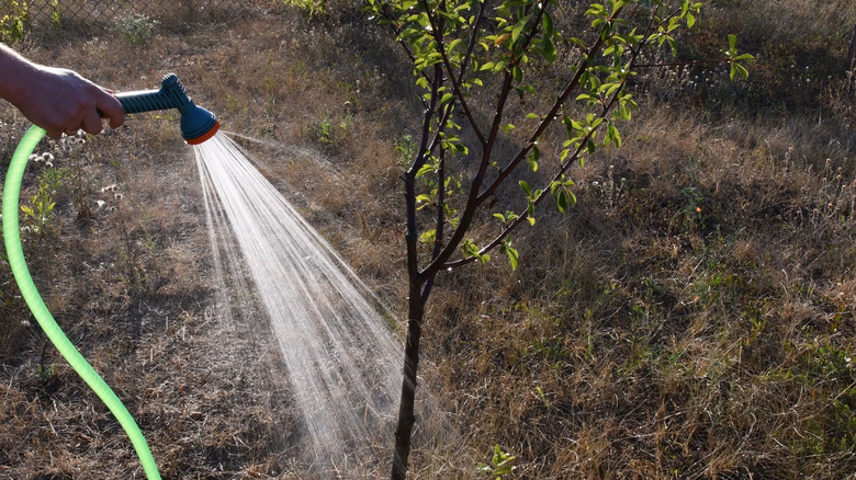 A garden hose providing water to young cherry tree