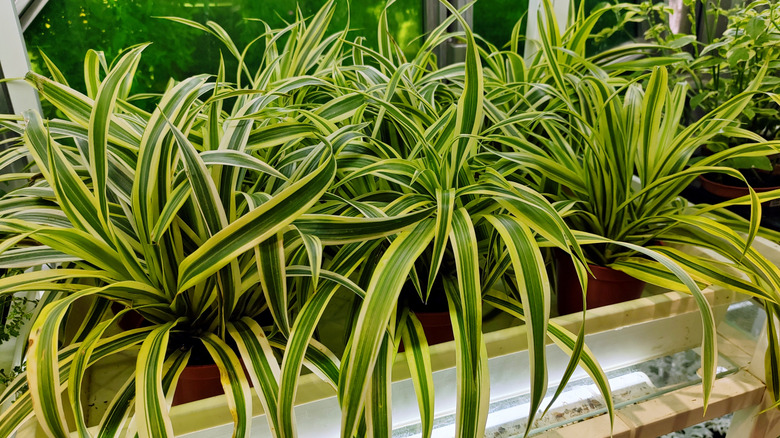 spider plants in a planter in front of a window