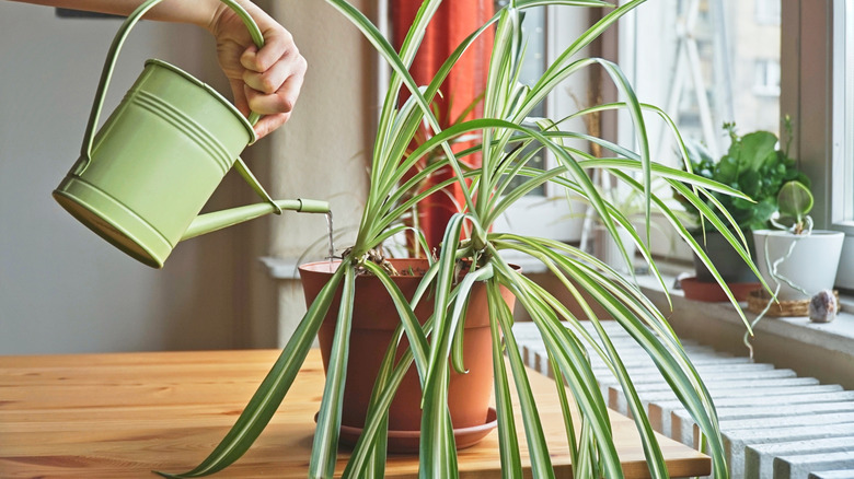 person watering a spider plant on a wooden table in front of a window