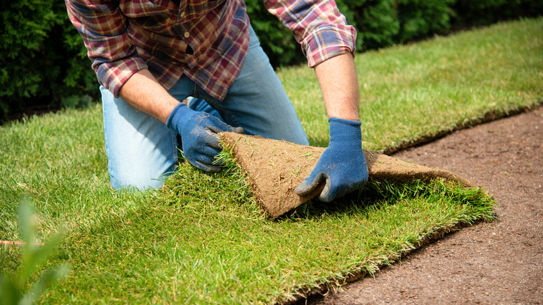 person rolling sod 