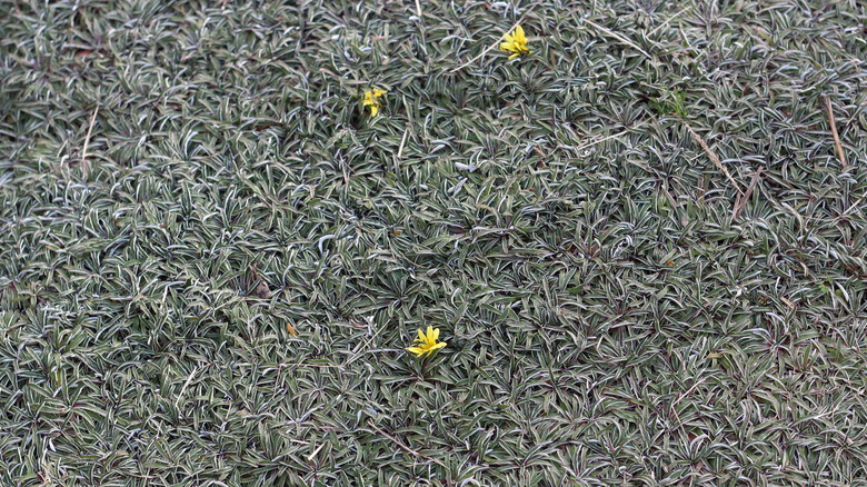 Silver carpet with yellow flowers