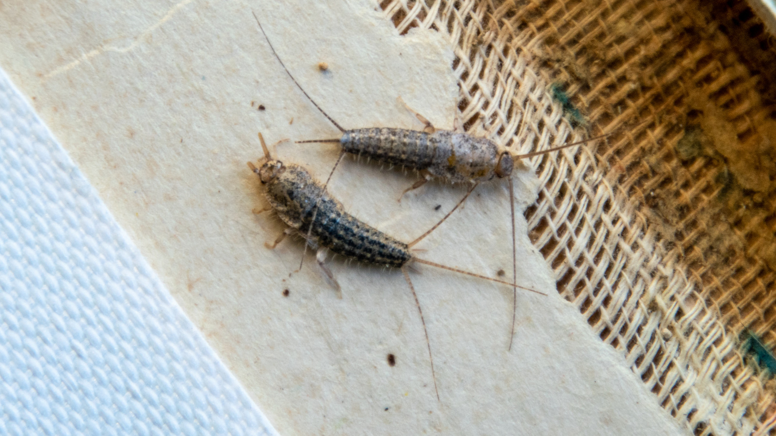 Silverfish repellent discount