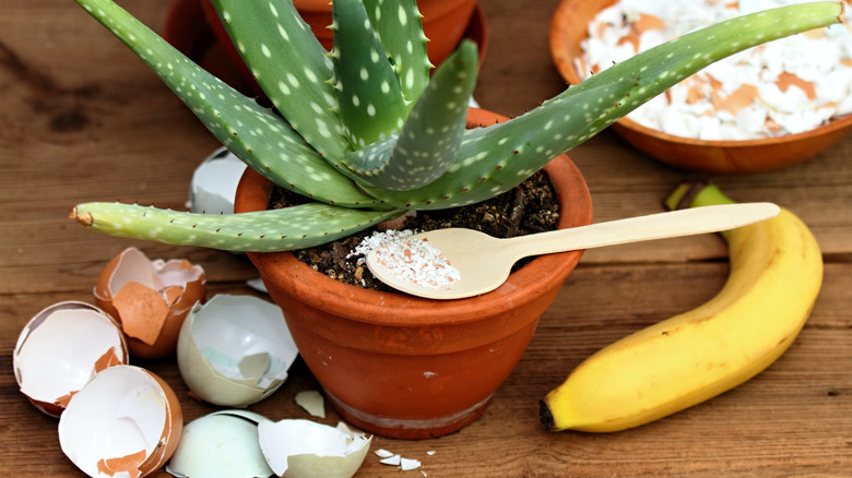 A succulent plant surrounded by eggshells, a bowl of crushed shells, and a banana.