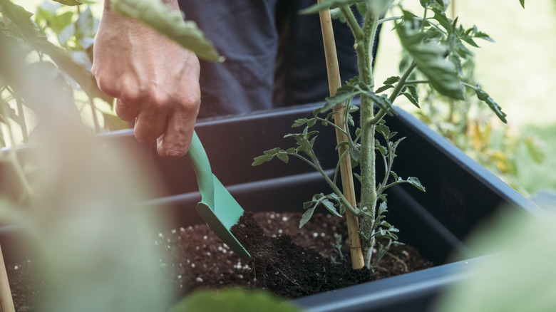 Hands holding a trowel putting compost in a potted tomato plant.