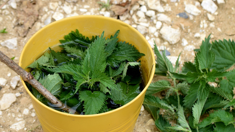 Nettles in a bucket of water sitting on the ground.