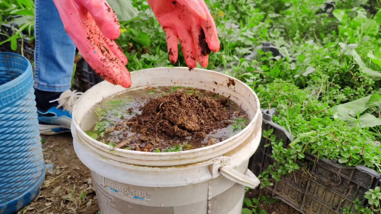 Hands putting soil into a combo of water and potato clippings in a bucket.