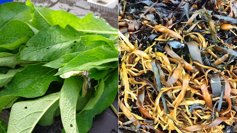 A split screen of comfrey on the left and seaweed on the right.