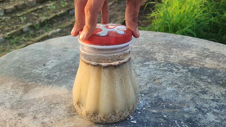 Fingers holding down a lid onto a water, oats, and tea mixture on a table outside.