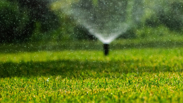Two sprinklers irrigating a lawn