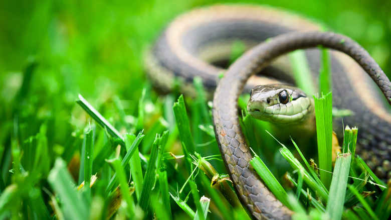Garter snake in green grass
