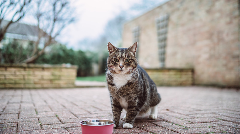 Cat in front of food bowl outside