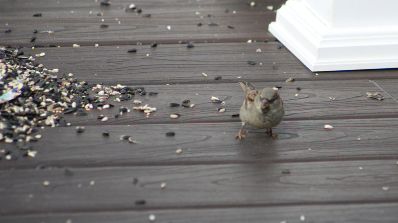 Sparrow next to bird seed on ground