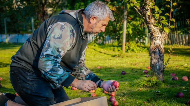 Man picking up apples from ground