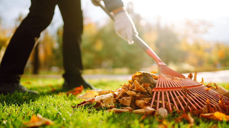 Person raking up leaves