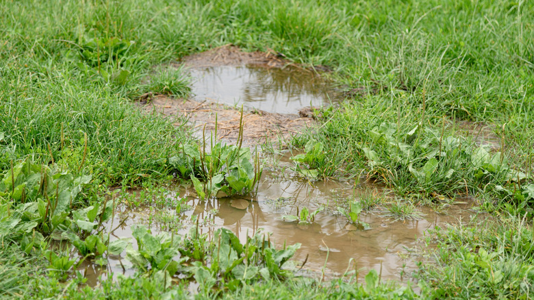 Puddles of water in a lawn