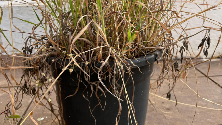 Wilted, dried-out container plant