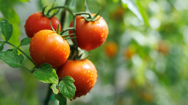 A cluster of tomatoes on the vine