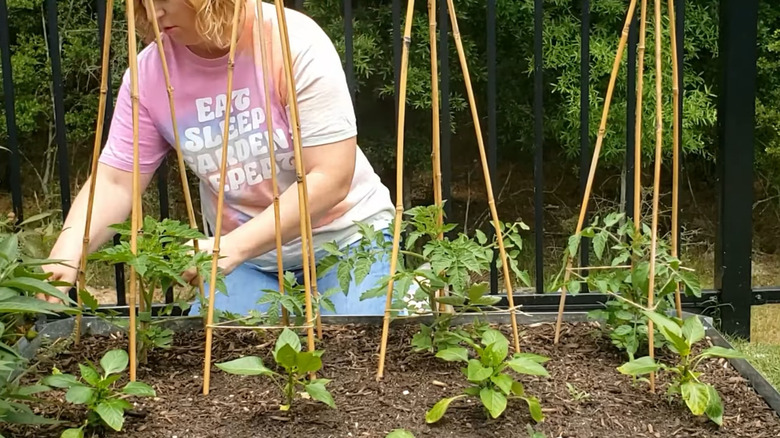 Gardener working with tomato teepees