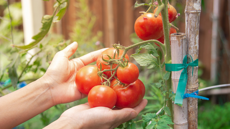 Hands holding tomatoes growing on bamboo stakes