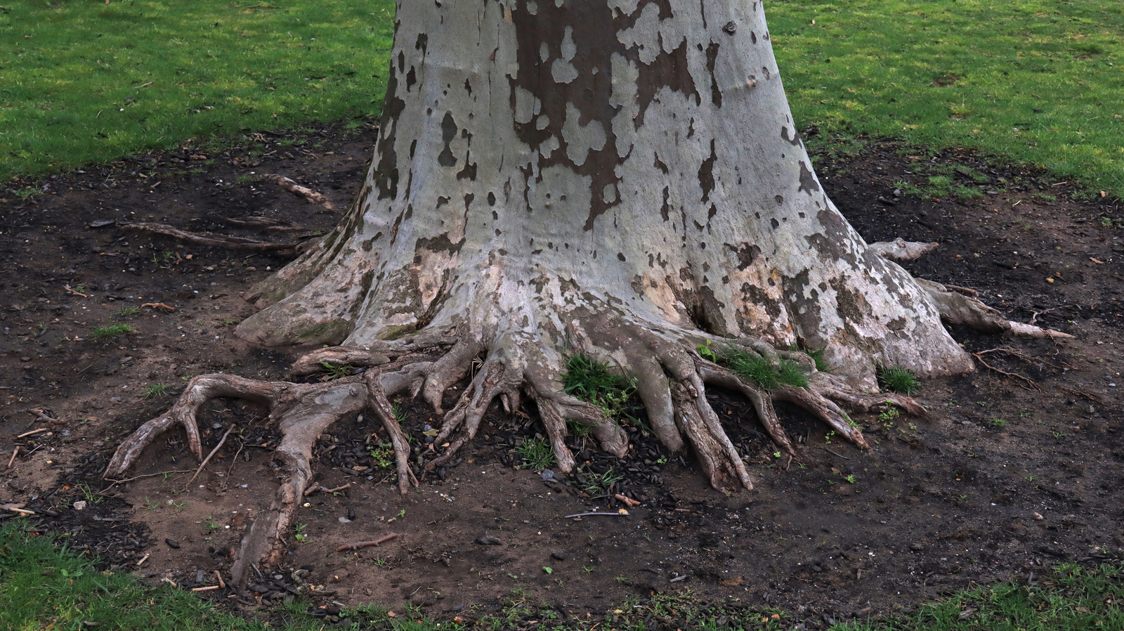 Simple Gardening Tips For Landscaping Around Exposed Tree Roots