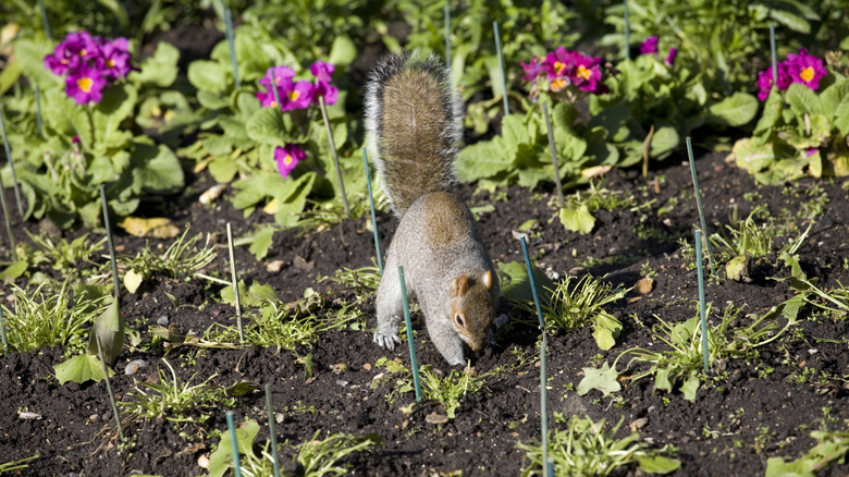 A squirrel digging up nuts in a newly planted garden.