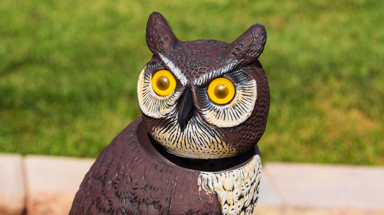 A decoy owl sitting in a backyard.