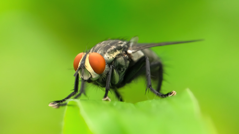 Cluster fly on leaf