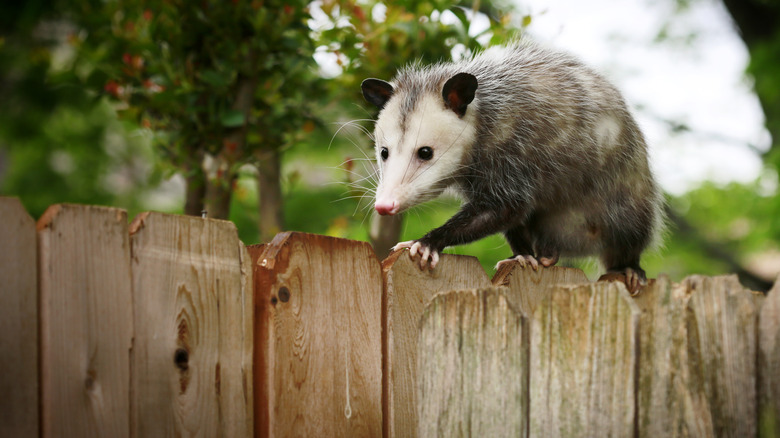 opossum on fence