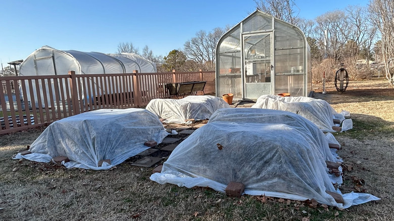 Boxwoods in garden covered in sheer white freeze cloths