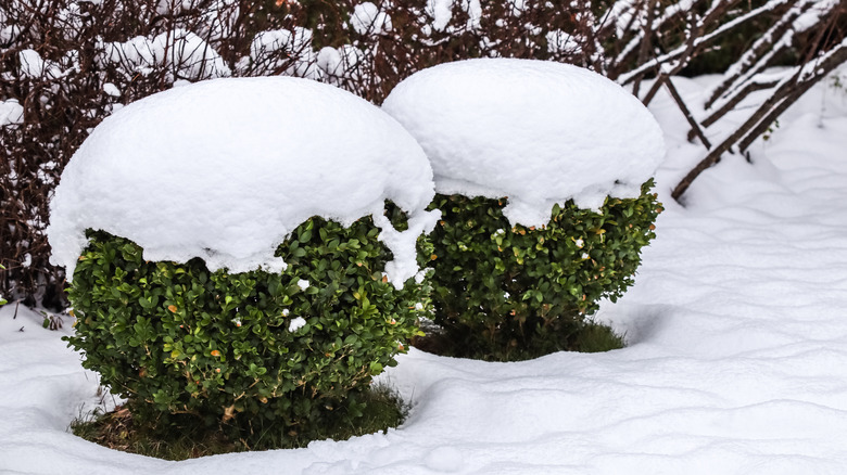evergreen boxwoods covered in snow